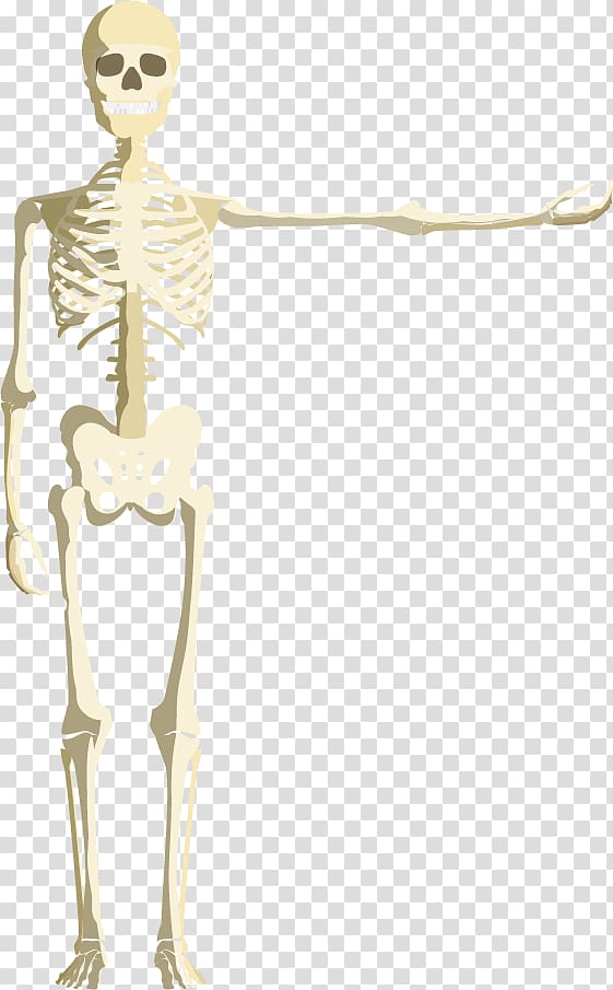 Skull Calavera Skeleton , Skull transparent background PNG clipart