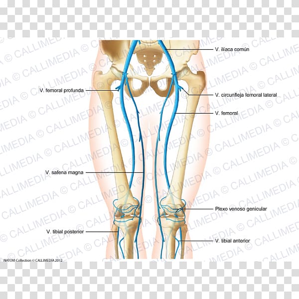 Thigh Thumb Vein Blood vessel Hip, veins transparent background PNG clipart