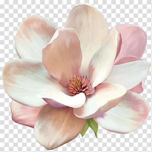 Magnolia denudata Flower, flower transparent background PNG clipart