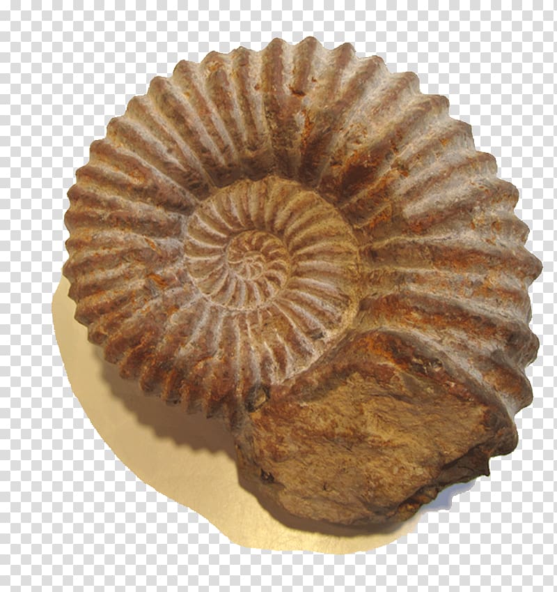 Ammonite Resources National Blues Museum Cockade Paper, salt transparent background PNG clipart