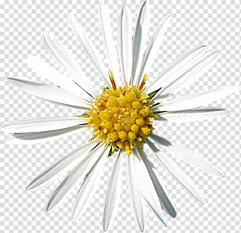 Common daisy Oxeye daisy Aster Roman chamomile Cut flowers, O creative transparent background PNG clipart
