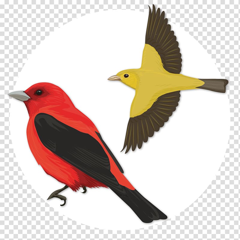 Bird Scarlet tanager Old World oriole Oyster Bay, Bird transparent background PNG clipart