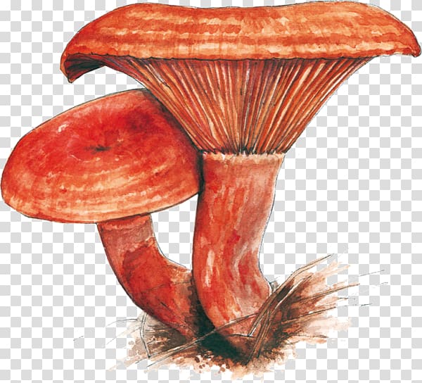 Edible mushroom Medicinal fungi Medicine, mushroom transparent background PNG clipart