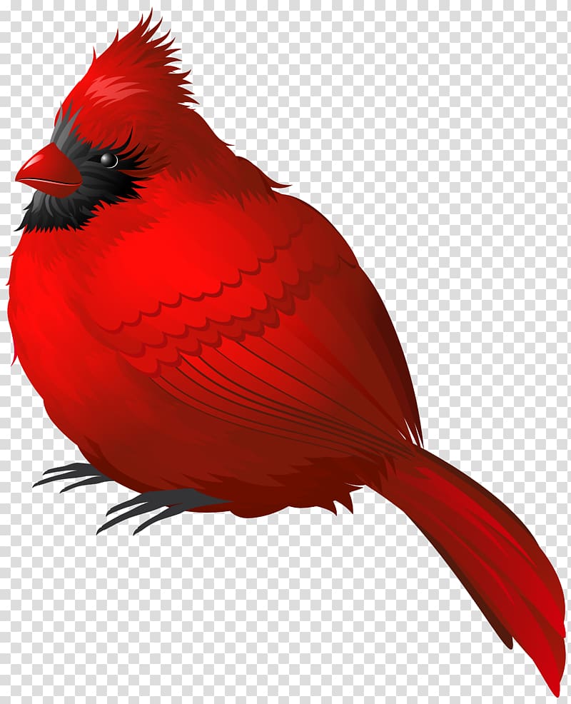 red bird, Winter Bird , Red Winter Bird transparent background PNG clipart