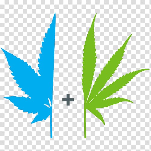 Marijuana Cannabis sativa Cannabis ruderalis Medical cannabis, colorado weed dispensaries transparent background PNG clipart