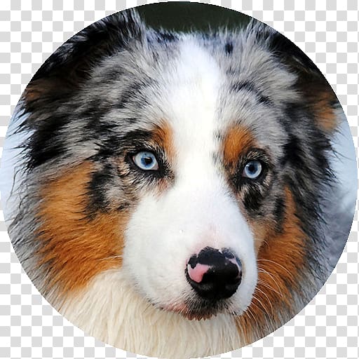 Australian Shepherd Miniature American Shepherd German Shepherd White Shepherd Leonberger, puppy transparent background PNG clipart