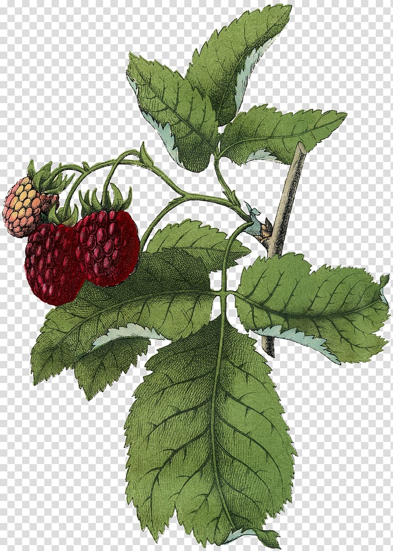 Raspberry Dewberry Boysenberry Loganberry Blackberry, raspberries transparent background PNG clipart