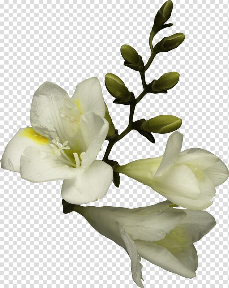 Flower bouquet , amulet transparent background PNG clipart
