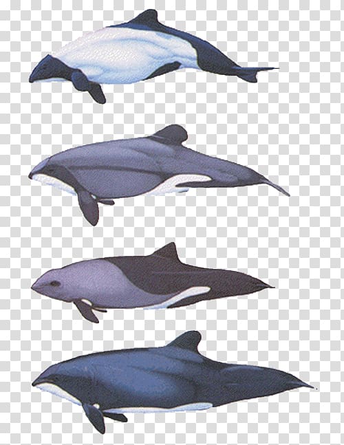La Plata dolphin River dolphin Northern right whale dolphin Bottlenose dolphin Humpback dolphin, dolphin transparent background PNG clipart