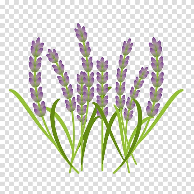 English lavender French lavender Aromatherapy Narrow-leaved paperbark, others transparent background PNG clipart