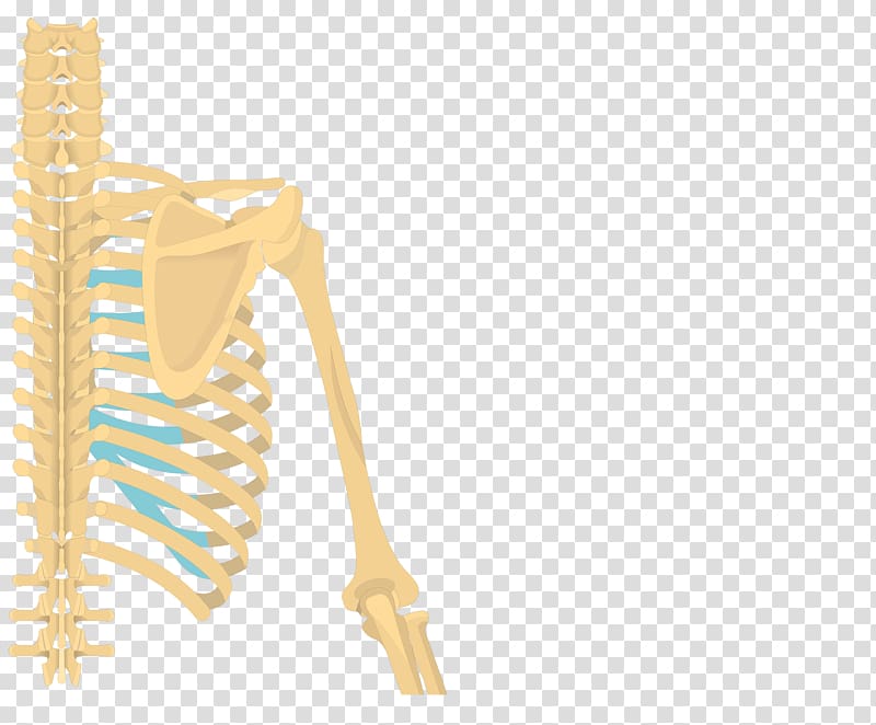 Latissimus dorsi muscle Teres major muscle Origin and Insertion Teres minor muscle Anatomy, humerus transparent background PNG clipart