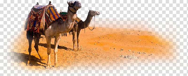 two camels standing on desert, Camel Morocco Desert, Camel transparent background PNG clipart