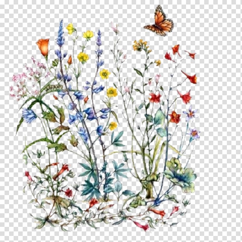 brown butterfly hovering above assorted-color petaled flowers illustration, Drawing Wildflower Botanical illustration California poppy, botanical transparent background PNG clipart