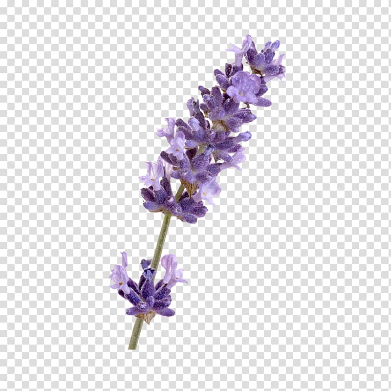 English lavender French lavender Flower, others transparent background PNG clipart