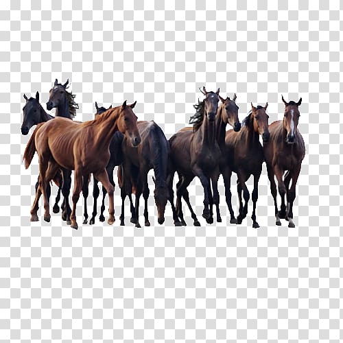 Andalusian horse Colt Pony Stallion, Herd of horses transparent background PNG clipart