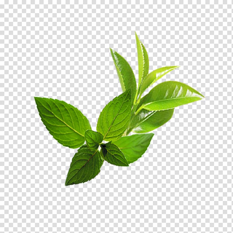 spearmint leaves, Leaf Mentha spicata, Mint leaf transparent background PNG clipart