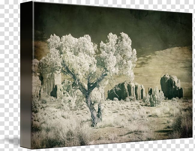 Painting Frames Tree Winter, Monument Valley transparent background PNG clipart