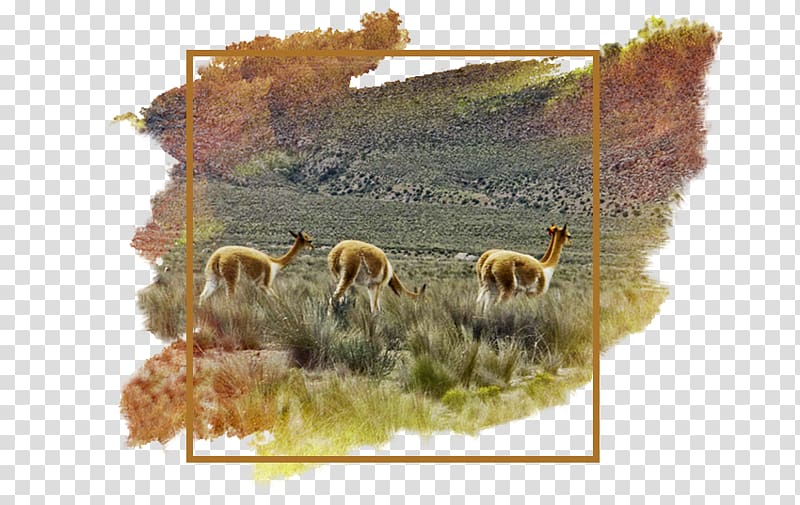 Alpaca fiber Carpet Bedroom Natural fiber, alpaca transparent background PNG clipart