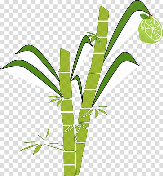 Pongal Sugarcane , Cane transparent background PNG clipart