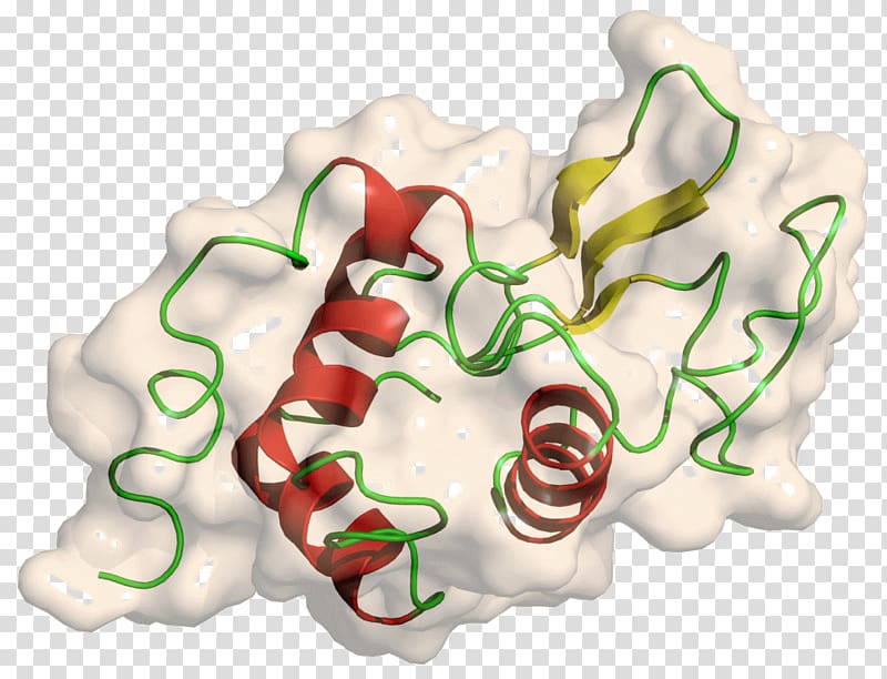 Lysozyme Protein structure Protein tertiary structure, others transparent background PNG clipart