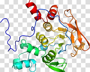 Line Point Organism , line transparent background PNG clipart thumbnail