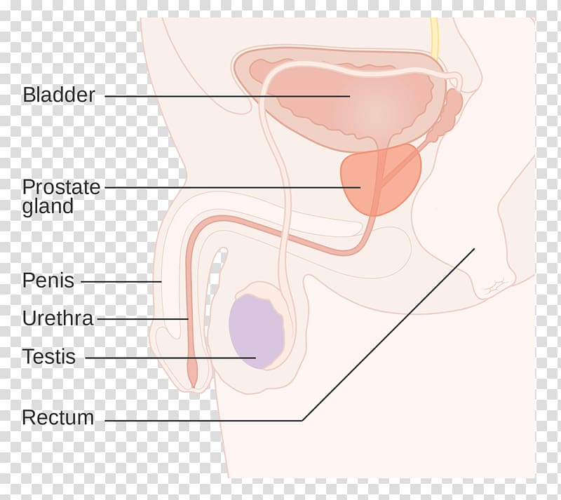 Ear Prostate cancer Gland Prostatitis, ear transparent background PNG clipart