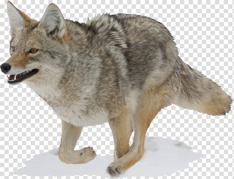 Jackal, coyote transparent background PNG clipart