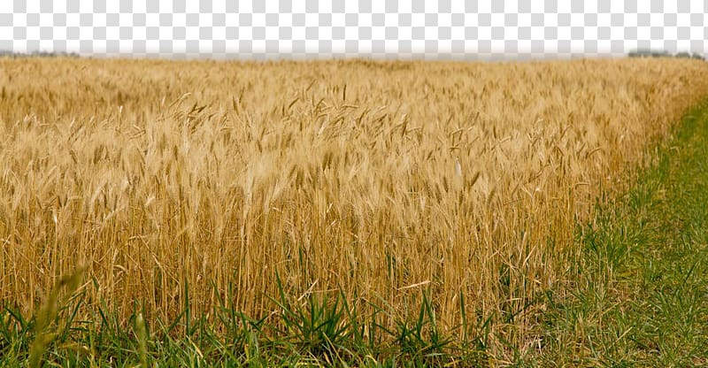 Barley Triticale Fields of Gold Beneath Prairie Skies: Canadian Historical Brides Harvest Rye, Gold field transparent background PNG clipart