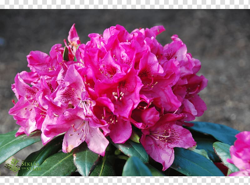 Azalea Rhododendron Pink M Annual plant Herbaceous plant, others transparent background PNG clipart