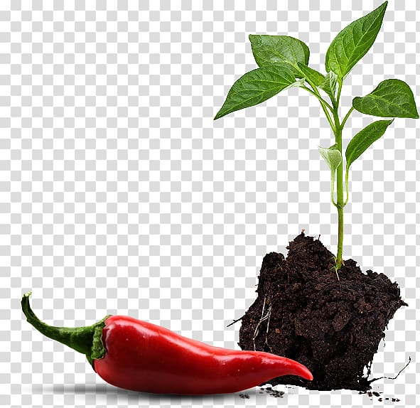Paprika Bell pepper Chili pepper Vegetable Seedling, vegetable transparent background PNG clipart