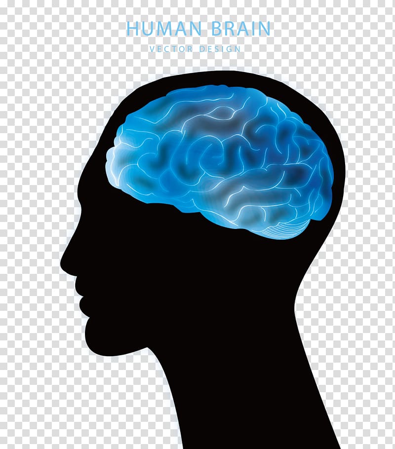 human brain illustration, Blue Brain Project Agy Euclidean , Brain transparent background PNG clipart