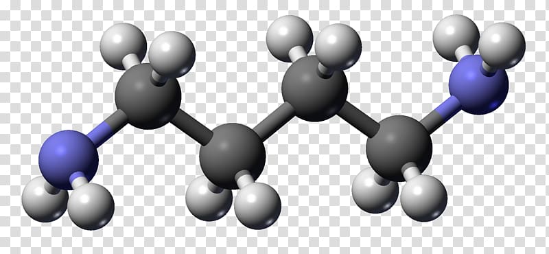 Putrescine Cadaverine Molecule Polyamine Chemical compound, others transparent background PNG clipart
