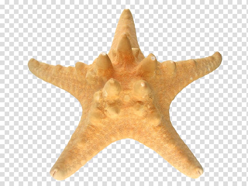 Starfish Echinoderm Sea Dimension, starfish transparent background PNG clipart