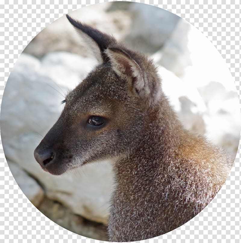 Wallaby Reserve Deer Kangaroo Fauna Fur, deer transparent background PNG clipart