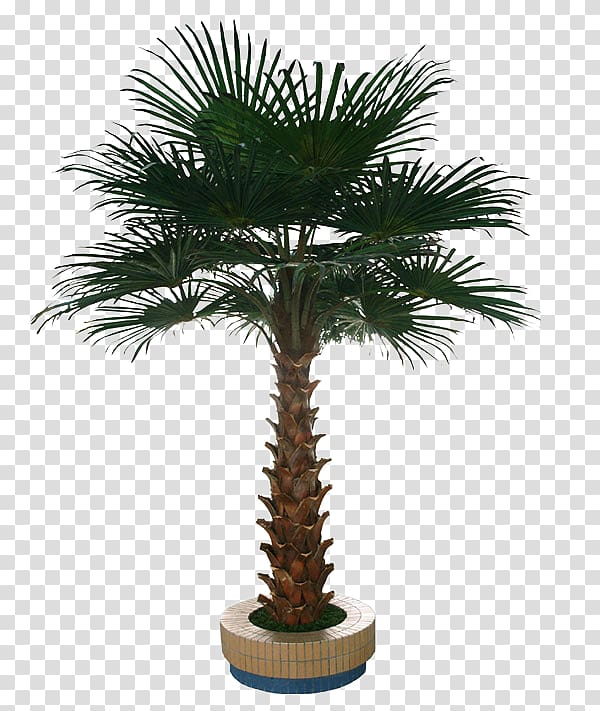 Washingtonia robusta Tree Arecaceae Interior Design Services, Palm tree transparent background PNG clipart