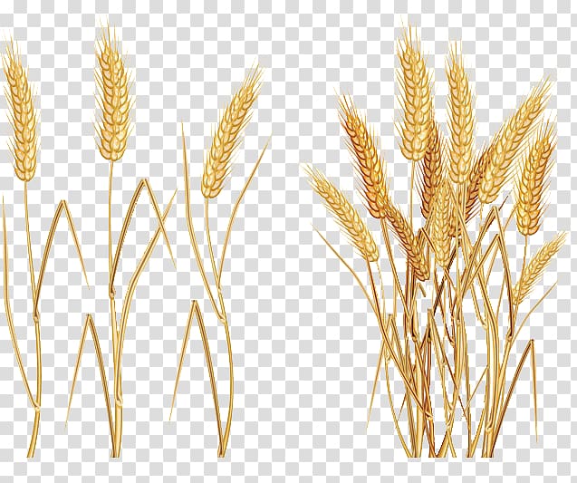 Common wheat Ear , Rice transparent background PNG clipart