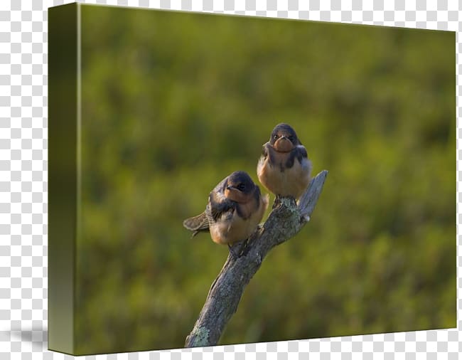 Garden pond Lake , baby barn swallow transparent background PNG clipart
