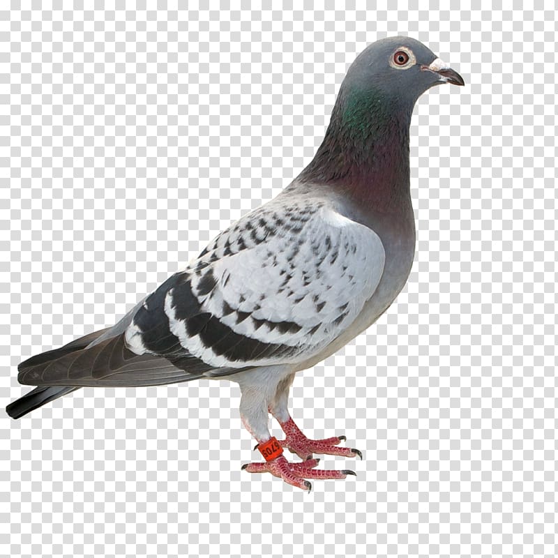 Columbidae Racing Homer dove Pigeon racing Father, yucca transparent background PNG clipart