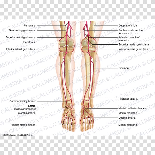 Thumb Foot Human leg Artery Crus, artery transparent background PNG clipart