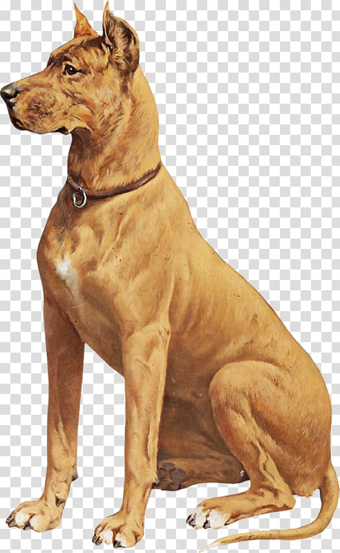 Ancient dog breeds Pharaoh Hound Rhodesian Ridgeback Wolfdog, others transparent background PNG clipart