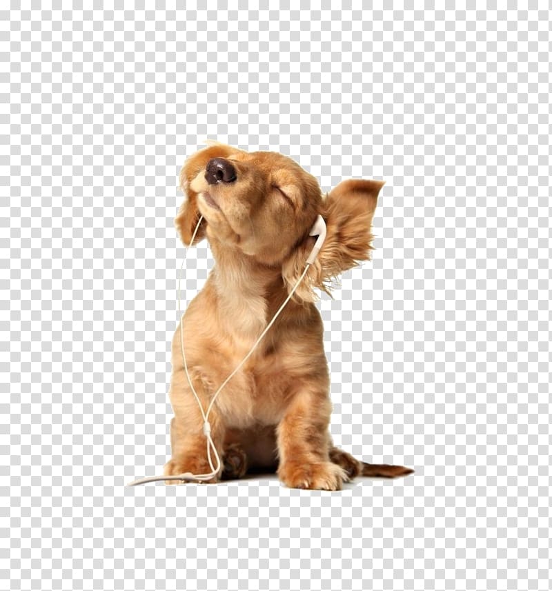 puppy listening to music transparent background PNG clipart