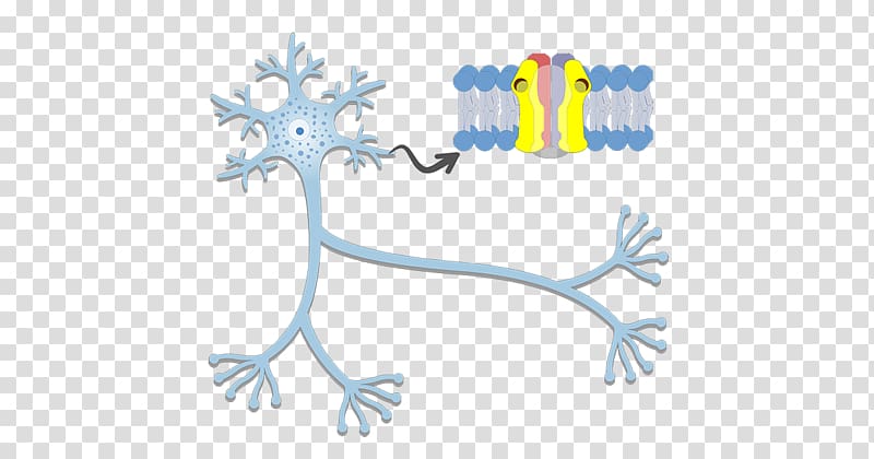 Axon hillock Neuron Action potential Nervous system, dendrite transparent background PNG clipart