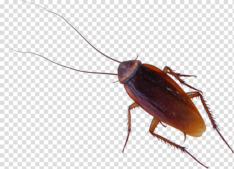 Roach transparent background PNG clipart