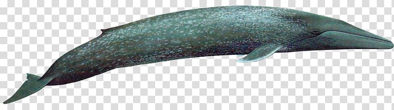 Tucuxi Porpoise Cetacea Baleen whale , dolphin transparent background PNG clipart
