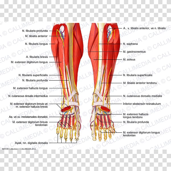 Human leg Foot Nerve Muscle Crus, others transparent background PNG clipart