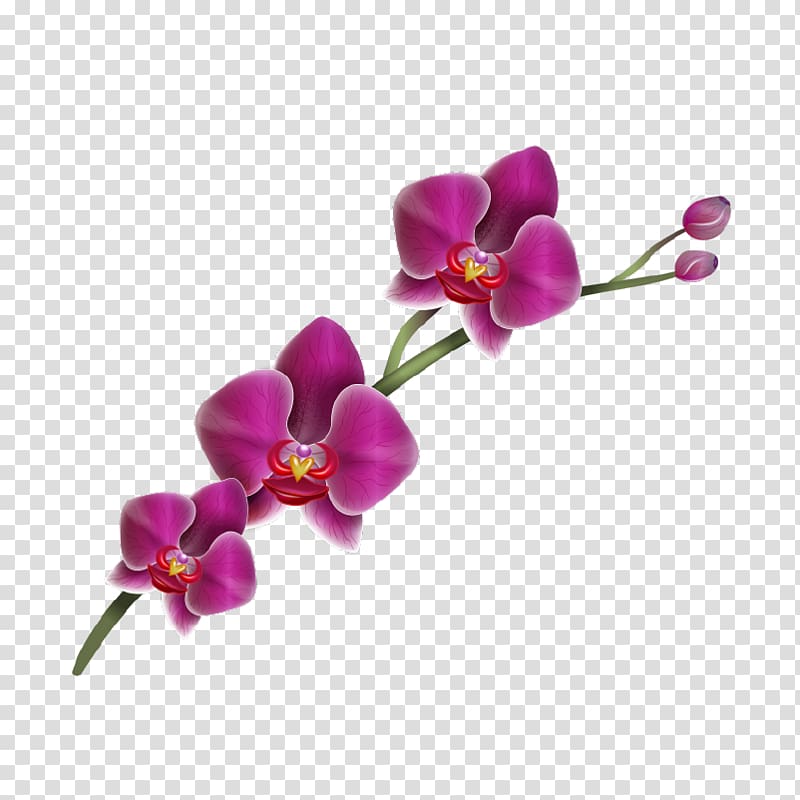 Moth orchids Flower Drawing , delicate transparent background PNG clipart