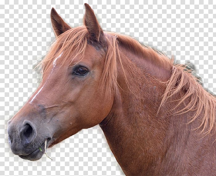 Horse Mare Equestrian Equine herpesvirus 1 Kirkland, Farm horse transparent background PNG clipart