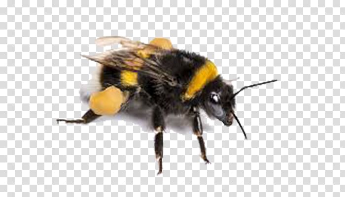 Insect Buff-tailed bumblebee Apidae Bombus polaris Honey bee, insect transparent background PNG clipart