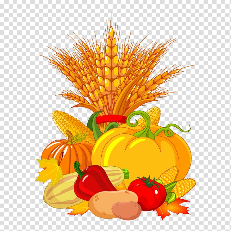 Autumn Harvest festival , corn transparent background PNG clipart