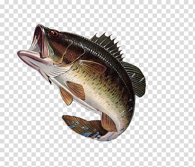 Bass fishing Largemouth bass, large mouth bass transparent background PNG clipart
